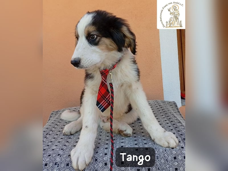 Tango – die Welt ist groß – aber ein Zuhause ist das Größte!