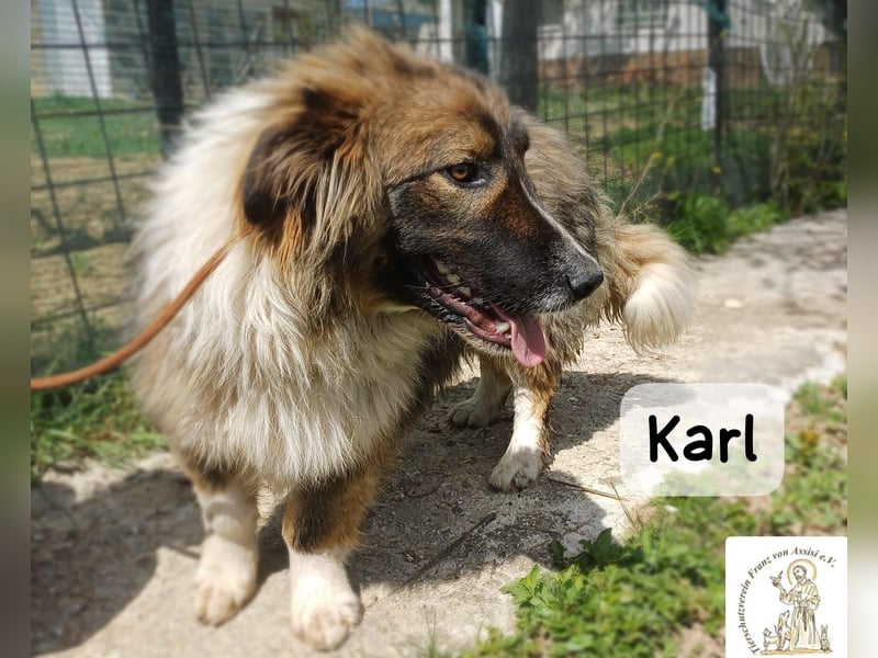 Karl – ein echtes Unikat auf vier Pfoten!