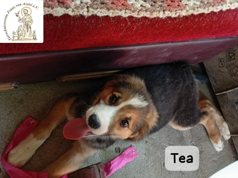 Tea – zu jung, um die Welt allein zu erobern!