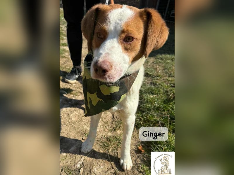 Ginger – vom Straßenabenteurer zum Kuschelprofi!