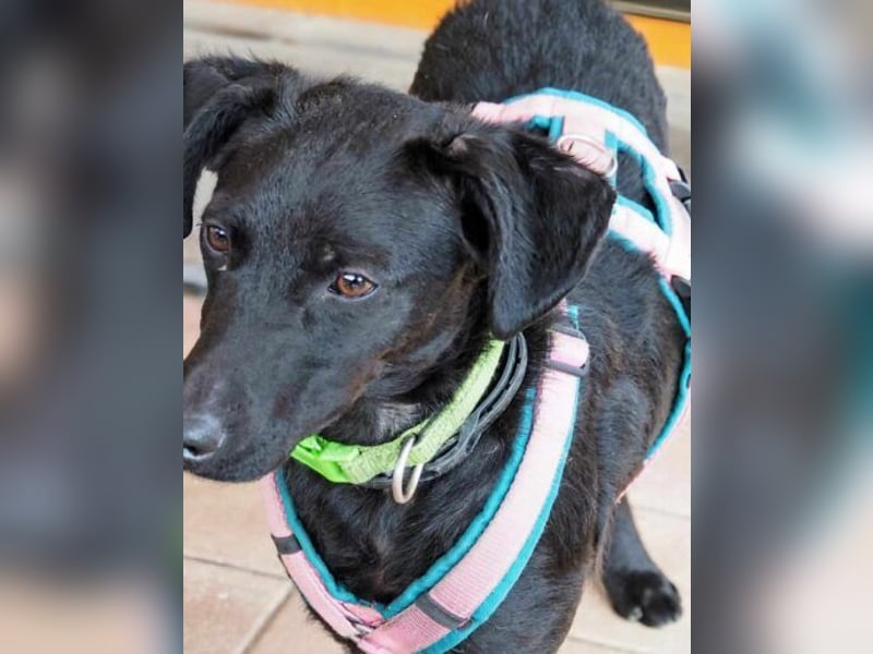 Sensible Leesha sucht ihre Menschen