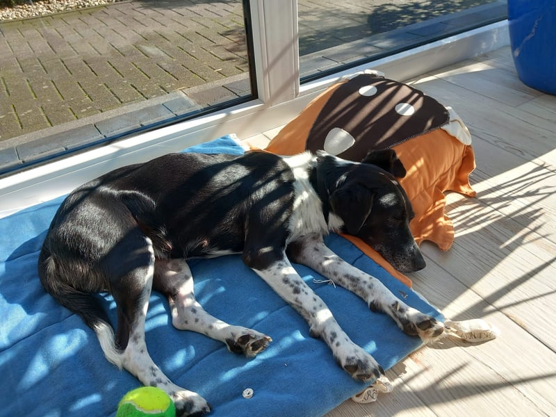 Familienhündin Lana