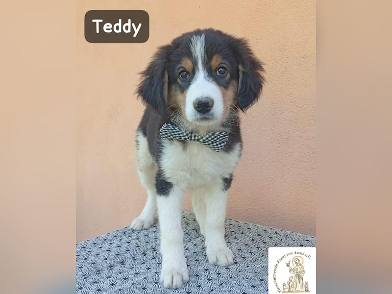 Teddy – talentiert in Kuscheln, Spielen und Unsinn machen!