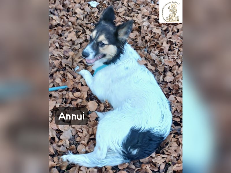 Annui – einmal gesehen, für immer im Kopf!