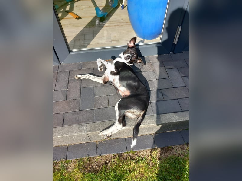 Familienhündin Lana