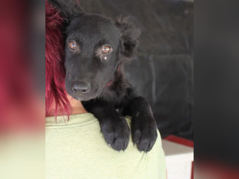Sanfter Enzo sucht sein Zuhause