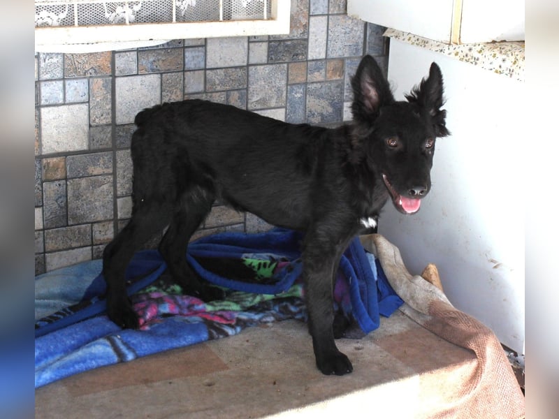 Sanfter Enzo sucht sein Zuhause