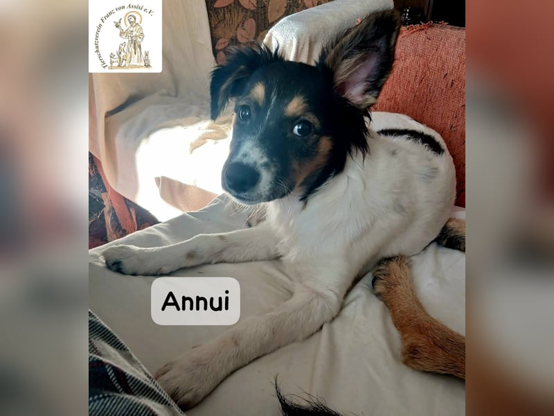 Annui – einmal gesehen, für immer im Kopf!