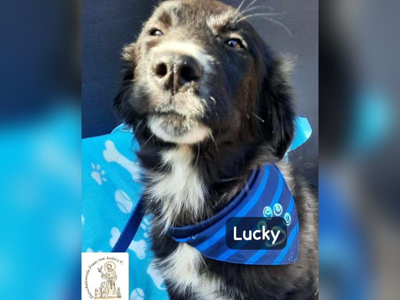 Lucky – kleiner Forscher auf vier Pfoten!