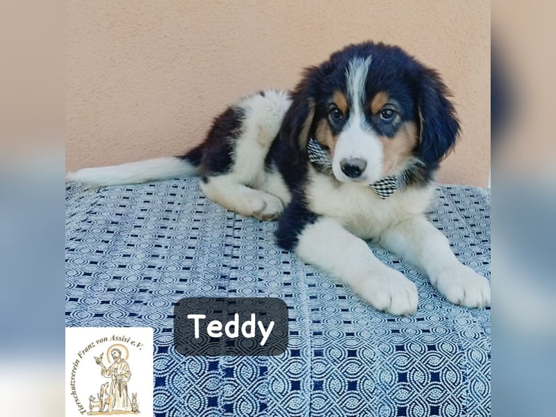 Teddy – talentiert in Kuscheln, Spielen und Unsinn machen!