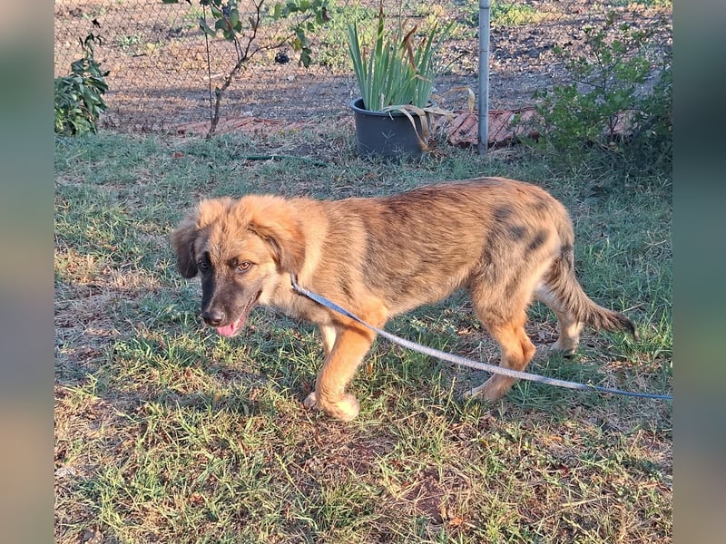 Flauschiger Alex