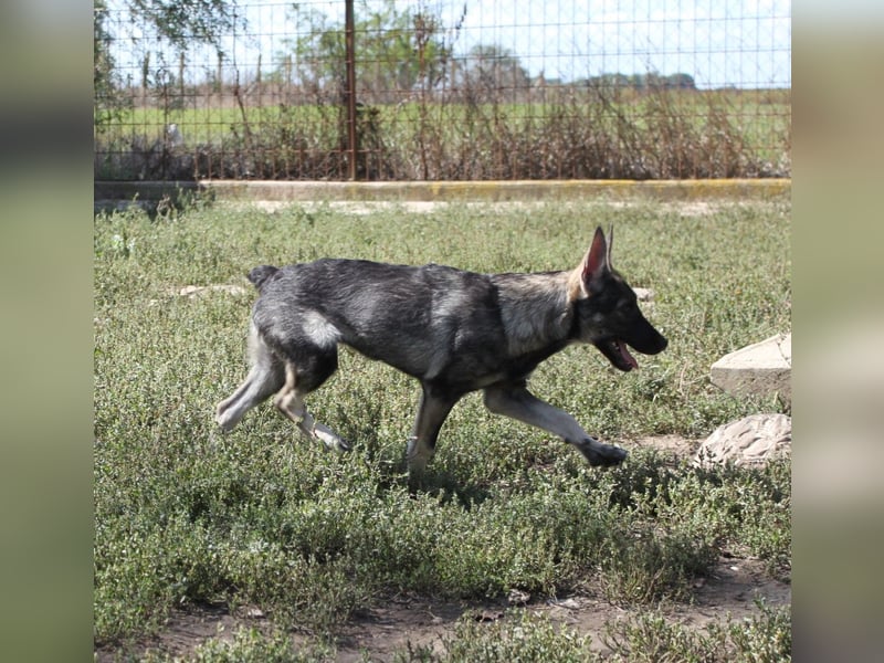 Wundervolle Eliska in 47829 Krefeld