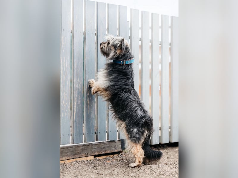 Sensibler Pluto sucht seine Familie
