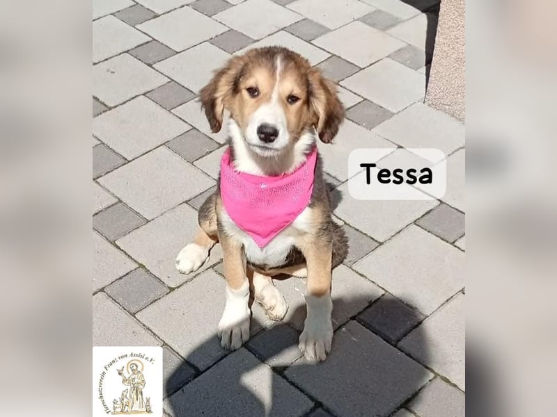 Tessa – manche Schätze findet man auf vier Pfoten!