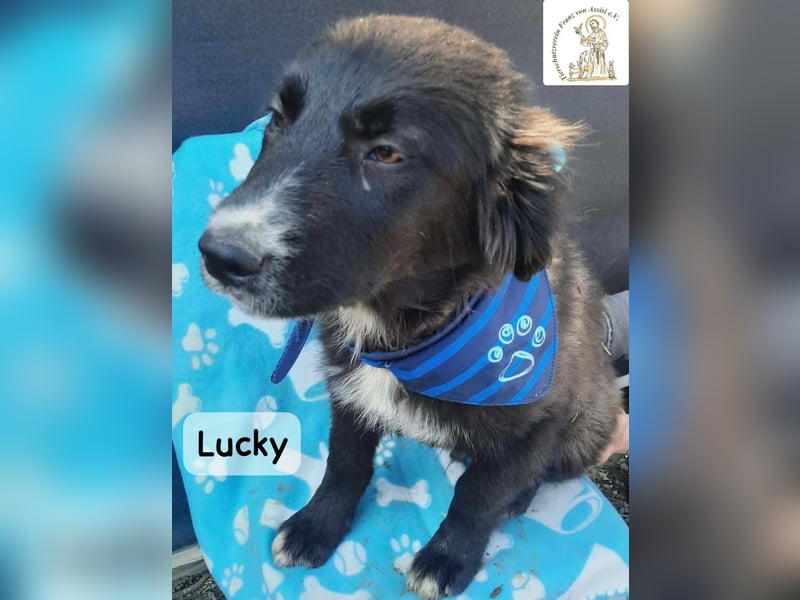 Lucky – kleiner Forscher auf vier Pfoten!