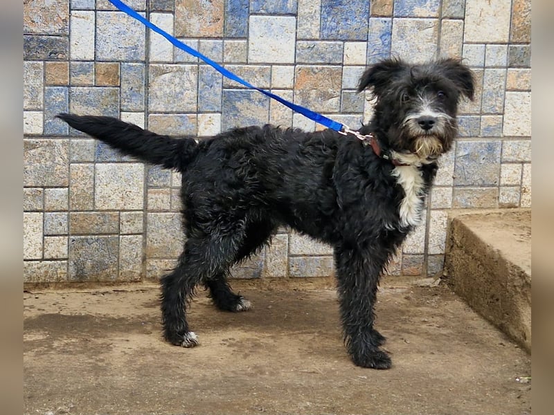 Kuschelprofi Frèzia sucht ihre Menschen