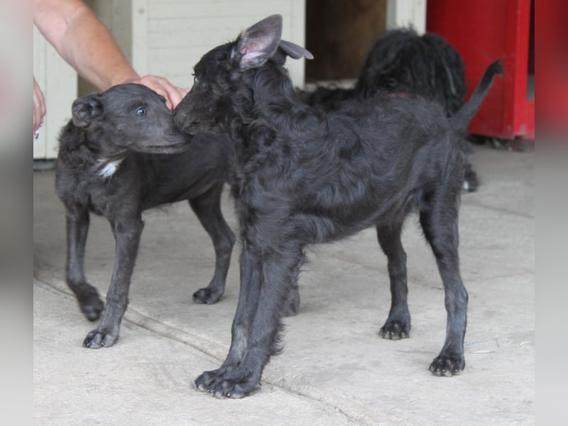 Sanfter Szike  in 38268 Lengede- Broistedt/ Nds.