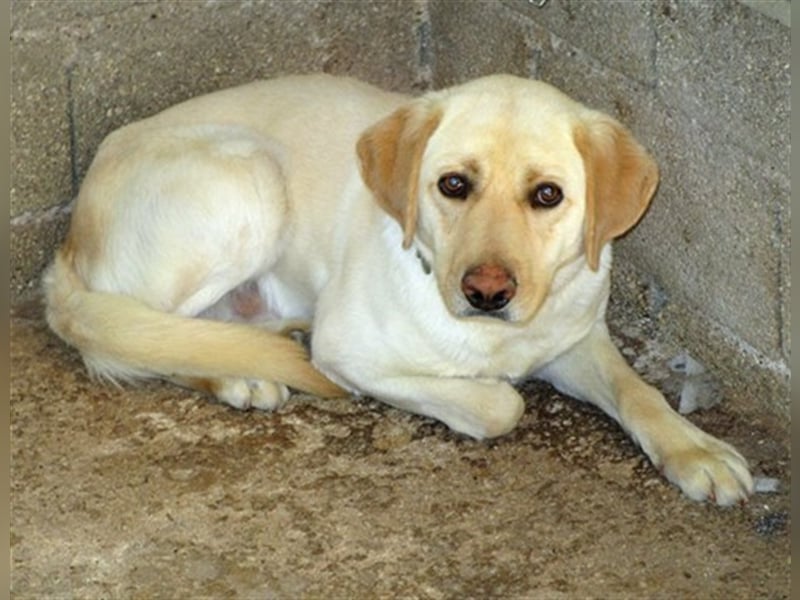 Simba, möche noch viel lernen