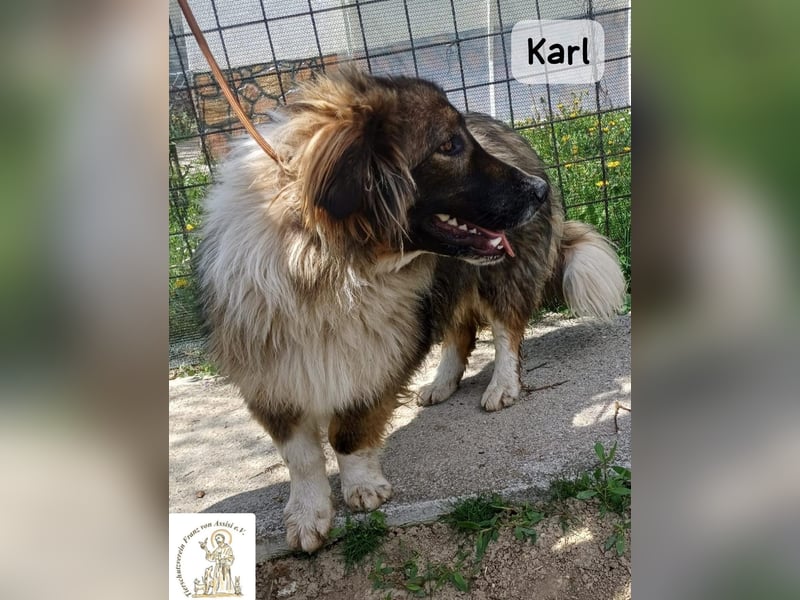 Karl – ein echtes Unikat auf vier Pfoten!