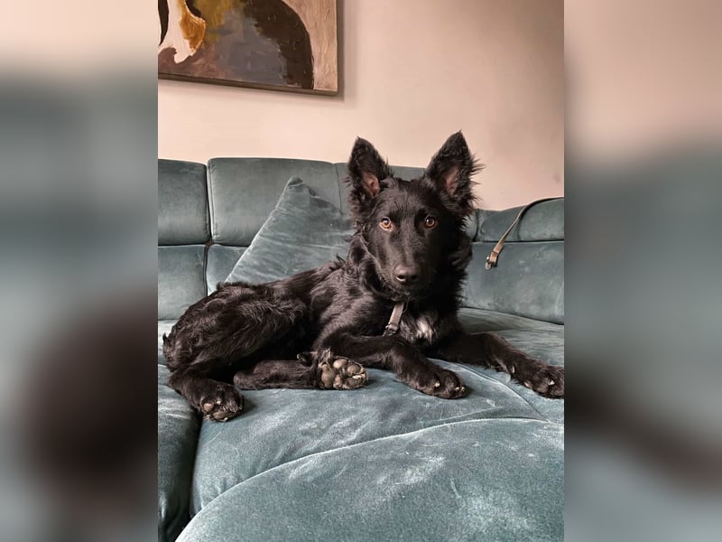 Sanfter Enzo  in 20099 Hamburg