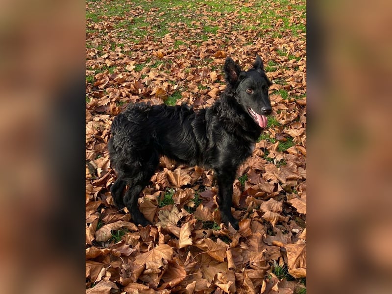 Sanfter Enzo  in 20099 Hamburg