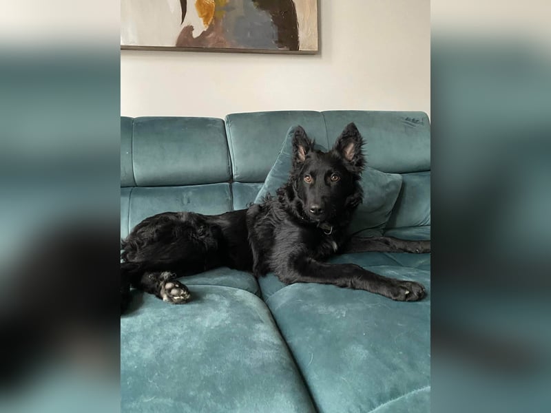 Sanfter Enzo  in 20099 Hamburg