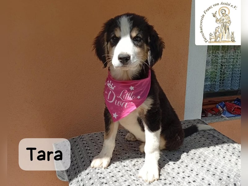 Tara – jemanden zum Bleiben finden, das wäre schön!