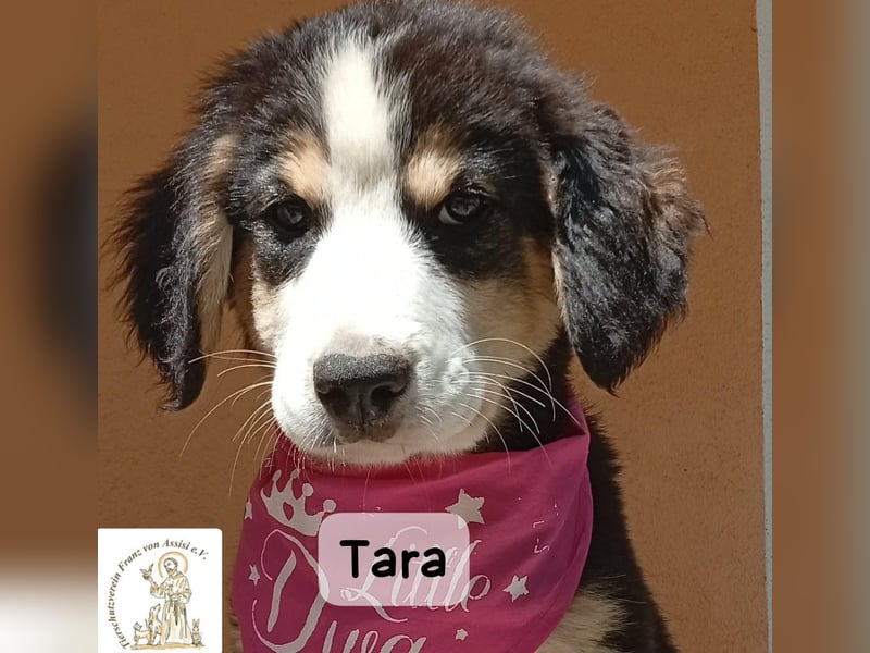 Tara – jemanden zum Bleiben finden, das wäre schön!