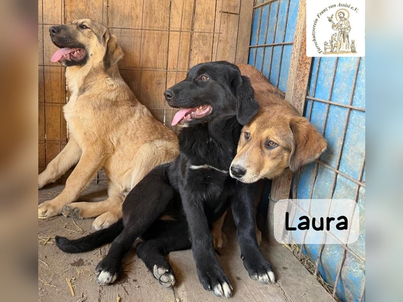 Laura sucht ihre Menschen – und zwar für ein ganzes Hundeleben!