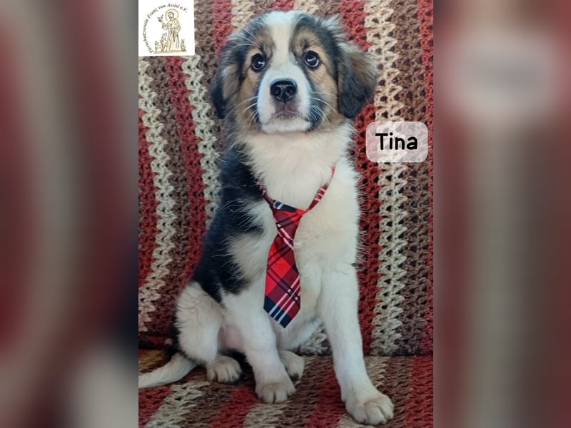 Tina – Manchmal braucht das Glück nur ein kleines Körbchen!