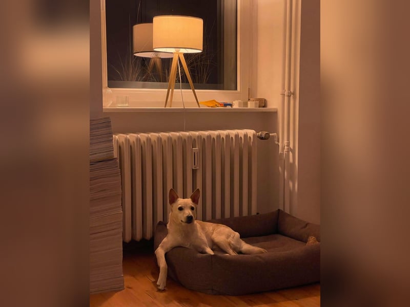 Charmanter Mati sucht ein passendes Zuhause