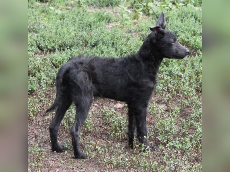 Sanfter Szike  in 38268 Lengede- Broistedt/ Nds.