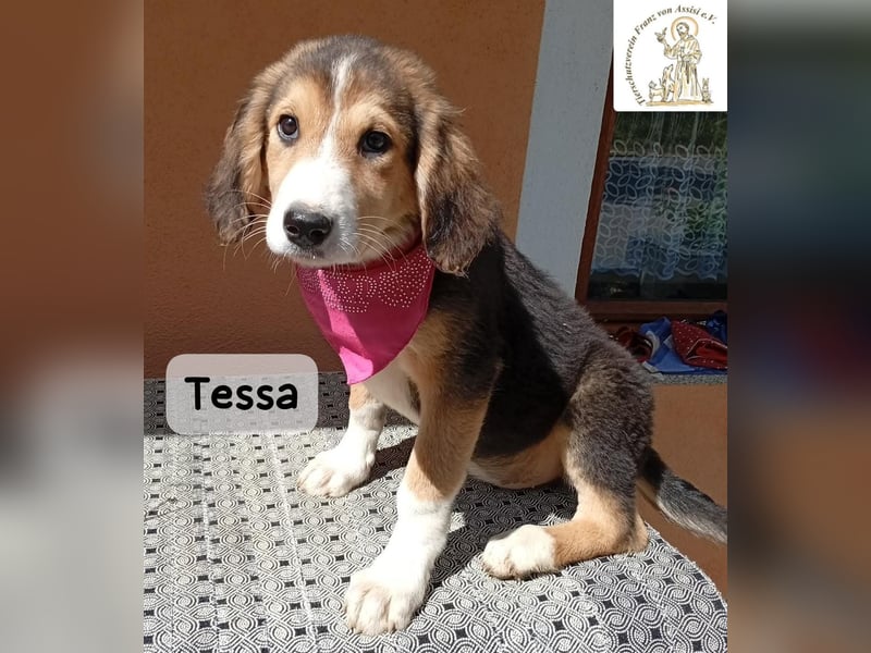 Tessa – manche Schätze findet man auf vier Pfoten!