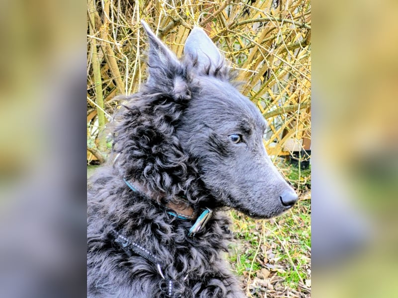 Sanfter Szike  in 38268 Lengede- Broistedt/ Nds.