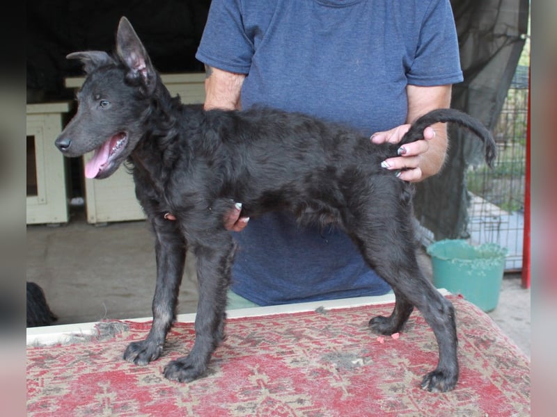 Sanfter Szike  in 38268 Lengede- Broistedt/ Nds.