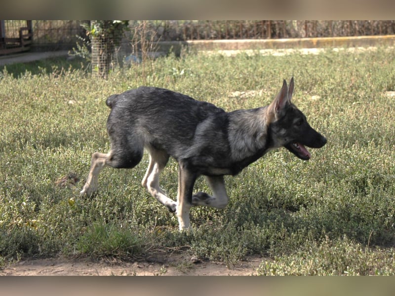 Wundervolle Eliska in 47829 Krefeld