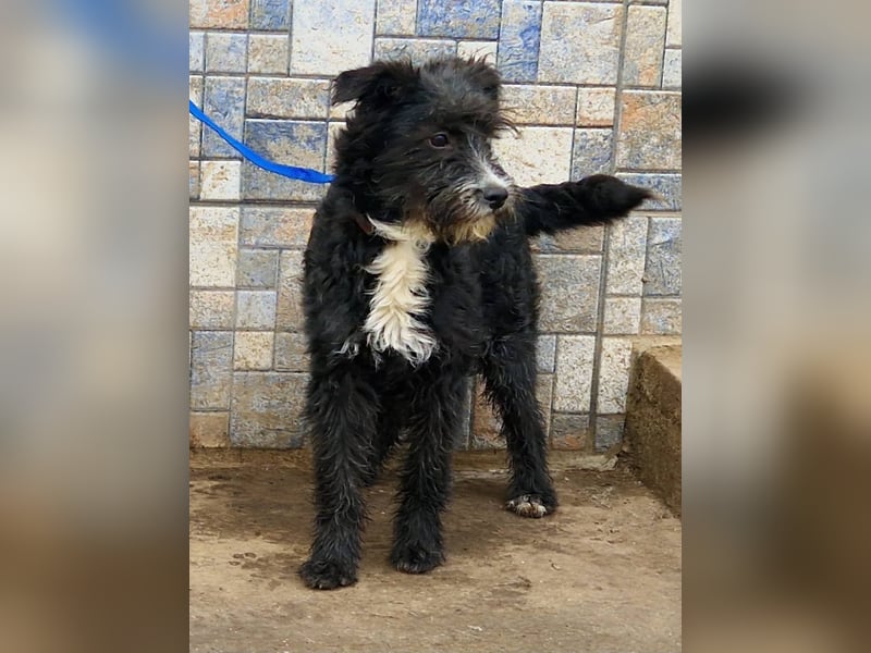 Kuschelprofi Frèzia sucht ihre Menschen