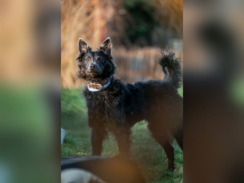 Sanfter Szike  in 38268 Lengede- Broistedt/ Nds.