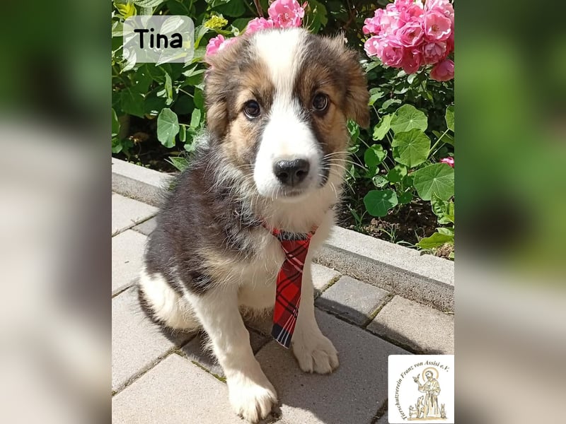 Tina – Manchmal braucht das Glück nur ein kleines Körbchen!
