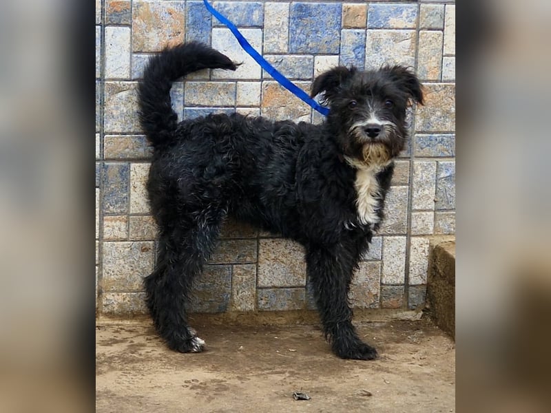 Kuschelprofi Frèzia sucht ihre Menschen