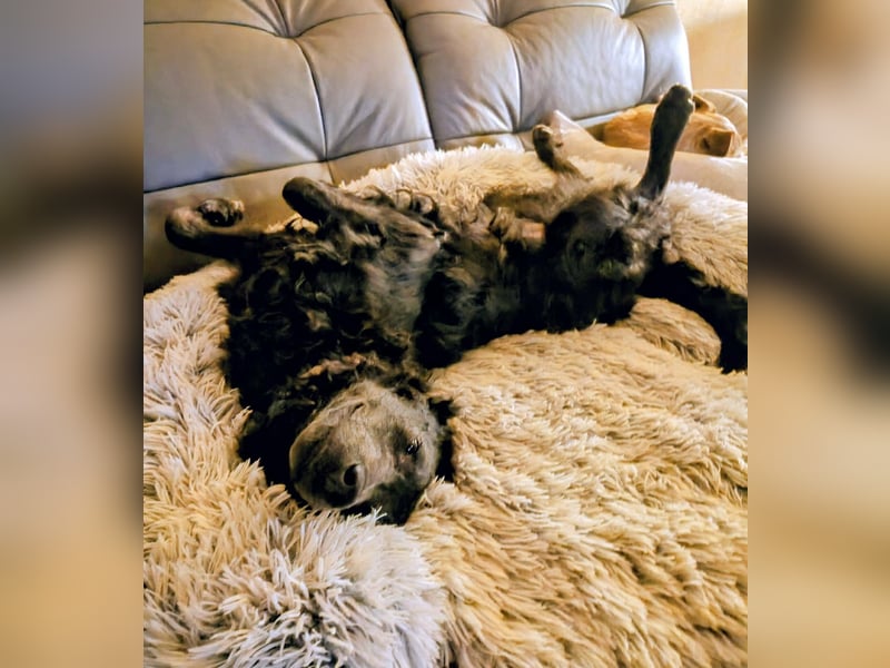 Sanfter Szike  in 38268 Lengede- Broistedt/ Nds.