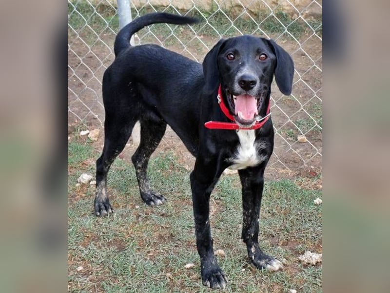 Mickey, aktiver Jungspund versteht sich mit Hunden und Menschen