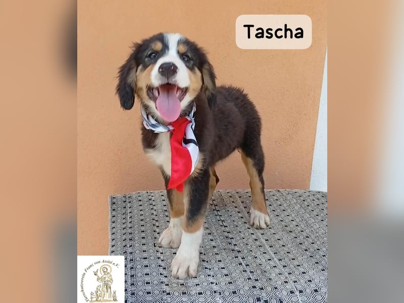Tascha – heute wäre ein guter Tag, um ein Zuhause zu finden!