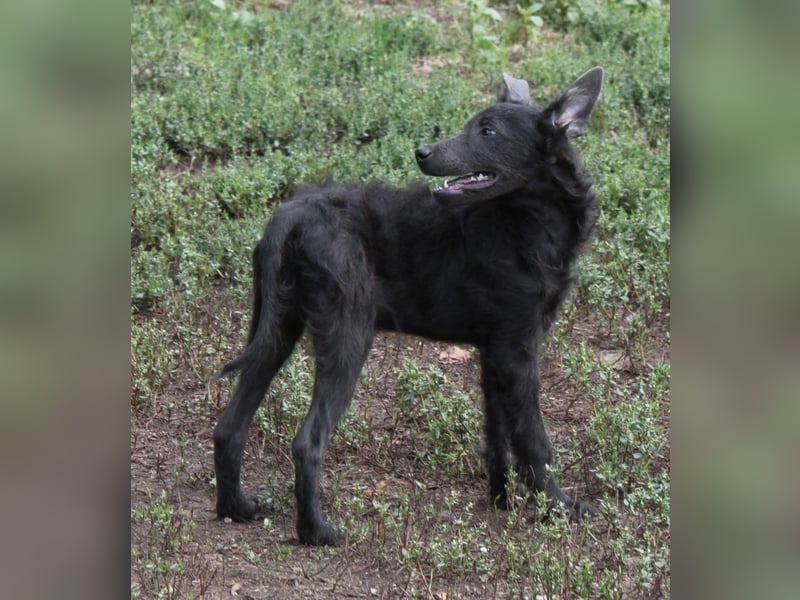 Sanfter Szike  in 38268 Lengede- Broistedt/ Nds.