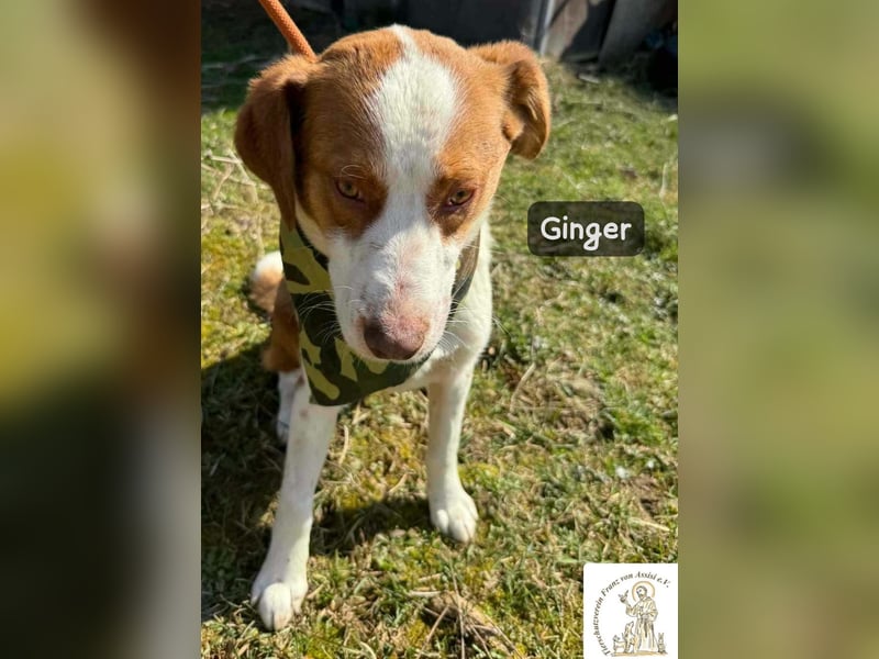 Ginger – vom Straßenabenteurer zum Kuschelprofi!