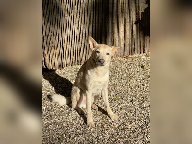 Charmanter Mati sucht ein passendes Zuhause