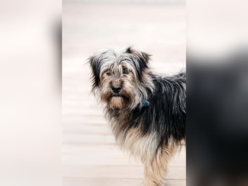 Sensibler Pluto sucht seine Familie