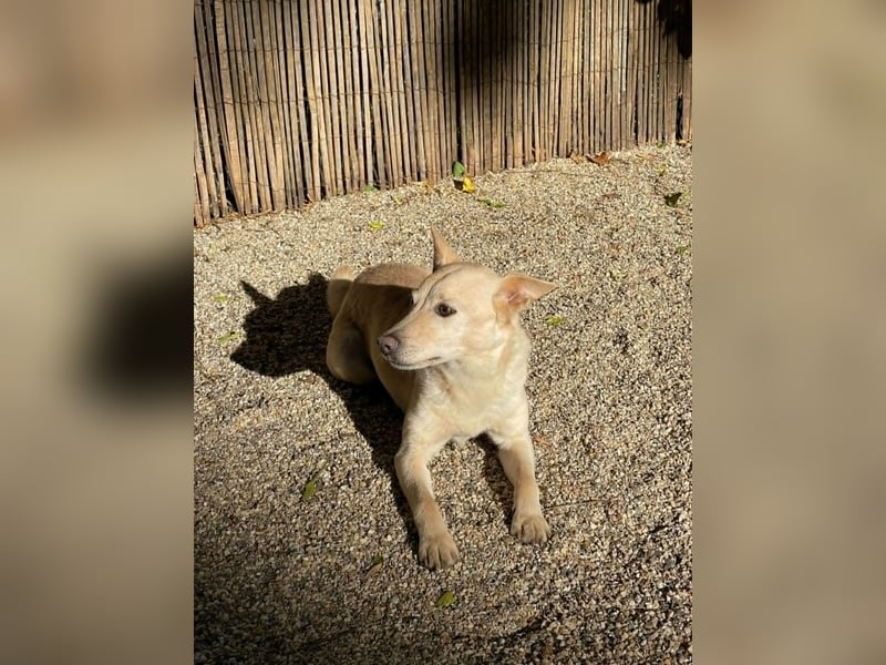 Charmanter Mati sucht ein passendes Zuhause