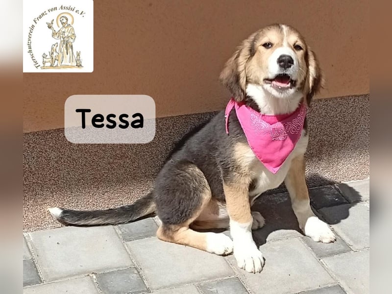 Tessa – manche Schätze findet man auf vier Pfoten!