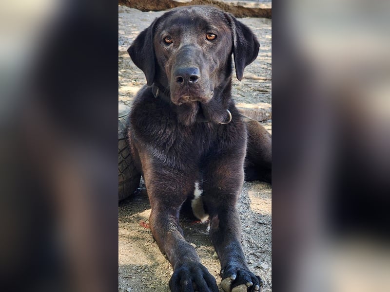 Nelly, schwarze Schönheit sucht ihre Menschen